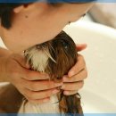 고려동물병원 미용실 이미지