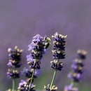Lavenders 이미지