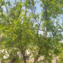 어천농장 이미지