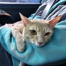 고수동물병원 이미지