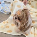 CU강북수유점 | 강북구 수유 애견카페 멍타임 419민주묘지역 내 돈 내산 후기