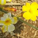 자스민민박 이미지