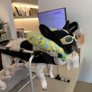 한걸음더 재활한방 동물병원 이미지