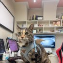 맥동물병원 이미지