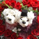 꽃강아지 이미지