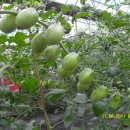 3형제농장 이미지