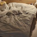 쿨 퍼피 | 구리 애견호텔 애견유치원 추천 '쿨퍼피' 3개월째 유치원보내는중! 내돈내산