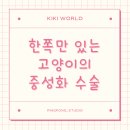 JA 임상병리 동물병원 | 고양이 중성화 수술, 랙돌 고양이 키키의 잠복고환 수술 후기