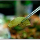 완도수산야채막회 이미지