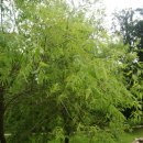 ☞11조☜ 식물도감 (버드나무 : Salix koreensis Andersson) 이미지
