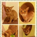 고양이숲 이미지