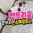 펫토리 | 펫토리움의 강아지민소매 원피스 솔직후기