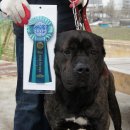 한국참피온 이미지