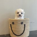 아띠퍼피 이미지