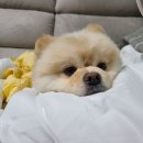 프로펫 애견샵 이미지