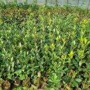 수종농장 이미지