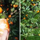 동문농장 이미지