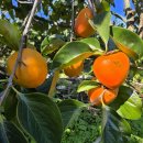 추수감사절 친환경 대봉감과 장미꽃 이미지