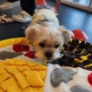 힐링힐링 반려견 교육 유치원 이미지