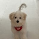 열두달펫 | 율무 위생미용해써요 (다산 애견미용실) 열두달펫