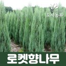 25센치 쇼핑하우