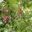 향기5로 이미지