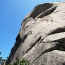 비둘기모사 이미지