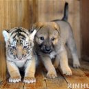 하룻강아지 이미지