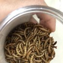 무안곤충농장 이미지