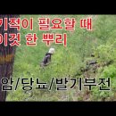 장뇌삼 뇌두 먹어도 된다??? 산삼이 좋은 이유=항암/발기부전/당뇨/고혈압/면역력 /장뇌삼과 산양삼/사포닌덩어리//유사인터페론(항암)/ 이미지