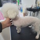 왓츠그루멍 다산 애견미용실 이미지