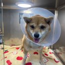 지오동물병원 이미지