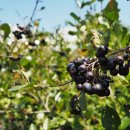 라원농장 이미지