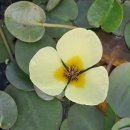 왕송호수공원 이미지