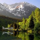 늘 푸른 나무 이미지