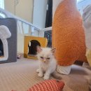 달콤하니냥 이미지