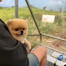 바이크애견 | 제주 가볼 만한 곳 제주 레일바이크 내돈내산/할인/자동 운행/애견 동반 후기