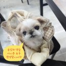 더스터닝4 이미지