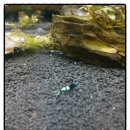 킹콩아쿠아 이미지