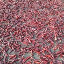 영광고추특화시장 이미지