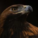 복돼지네 이미지