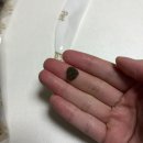 팻 밸런스 (Pet Balance) | 강아지사료 바꿨는데 대성공… 펫라벨 더블소프트 솔직후기