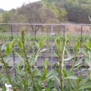 맹씨네 농장 이미지