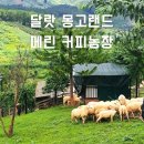 [달랏 7월 우기 여행] 몽고랜드 달랏, 메린 커피농장(ft.청소년 동반)