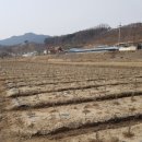 황금비료 네이버블로그