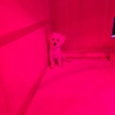 포포애견펜션 이미지