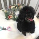 조이풀 그루밍 이미지