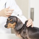 아산아이윌24시동물메디컬센터 이미지