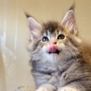 티피쿤(TIPPYCOON) 이미지