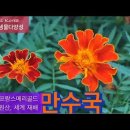 만수국_프랑스메리골드, 멕시코 원산 이미지